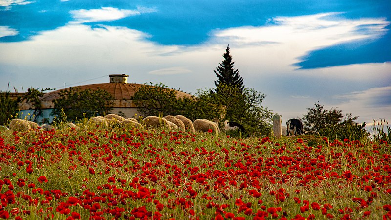 File:Hmadna Spring.jpg