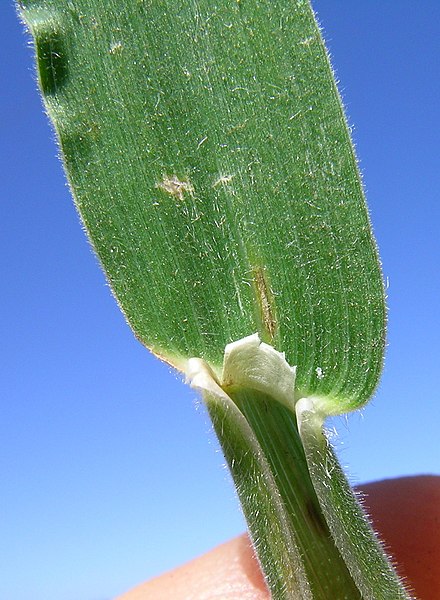 Ligule between the leaf sheath and leaf of a grass
