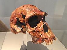 Homo habilis skull - Naturmuseum Senckenberg - DSC02097.JPG