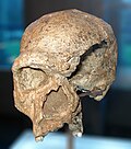 El cráneo de Steinhem pertenece a un H. heidelbergensis de más de 250 mil años. Esta foto muestra el fósil original, conservado en Stuttgart (Alemania).