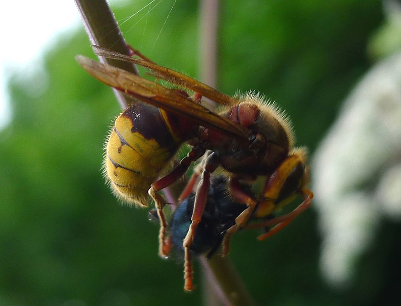 File:Hornet eating fly. - Flickr - gailhampshire.jpg