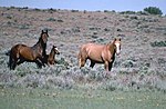 Mustang (at) için küçük resim