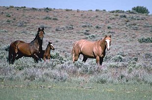 Twee paarden in een veld.  De linker is donkerbruin met zwarte manen en staart.  De rechter is helemaal lichtrood.