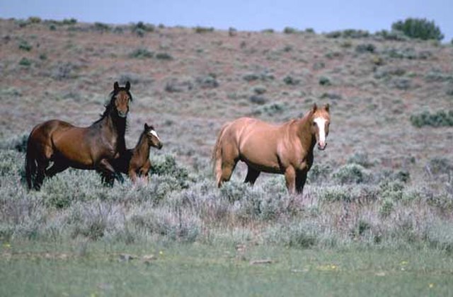Bay (left) and chestnut (right) mustangs.