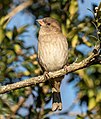 * Nomination House sparrow in Green-Wood Cemetery --Rhododendrites 03:06, 30 March 2021 (UTC) * Promotion  Support Good quality. --XRay 03:53, 30 March 2021 (UTC)