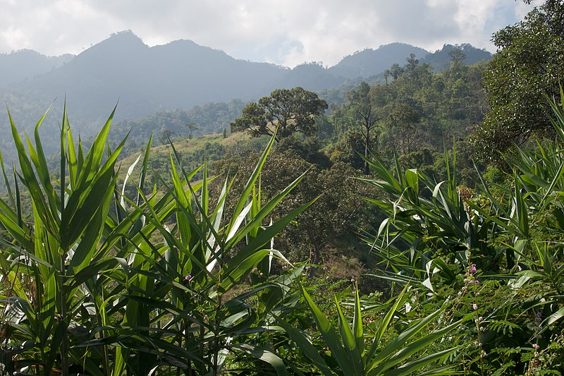 File:Huai Nam Dang National Park, Vegetation in the mountains, Thailand.jpg