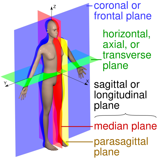 File:Human anatomy planes, labeled.svg