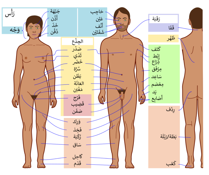 File:Human body Arabic.png