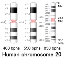 Human chromosome 20 - 400 550 850 bphs.png