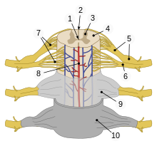 Parts of human spinal cord
1
central canal
2
posterior median sulcus
3
gray matter
4
white matter
5
dorsal root (left),
dorsal root ganglion (right)
6
ventral root
7
fascicles
8
anterior spinal artery
9
arachnoid mater
10
dura mater Human spinal cord svg.svg