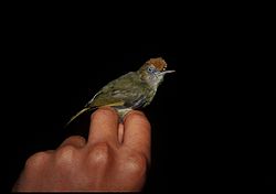 Rustpandet Vireo (Hylophilus ochraceiceps)