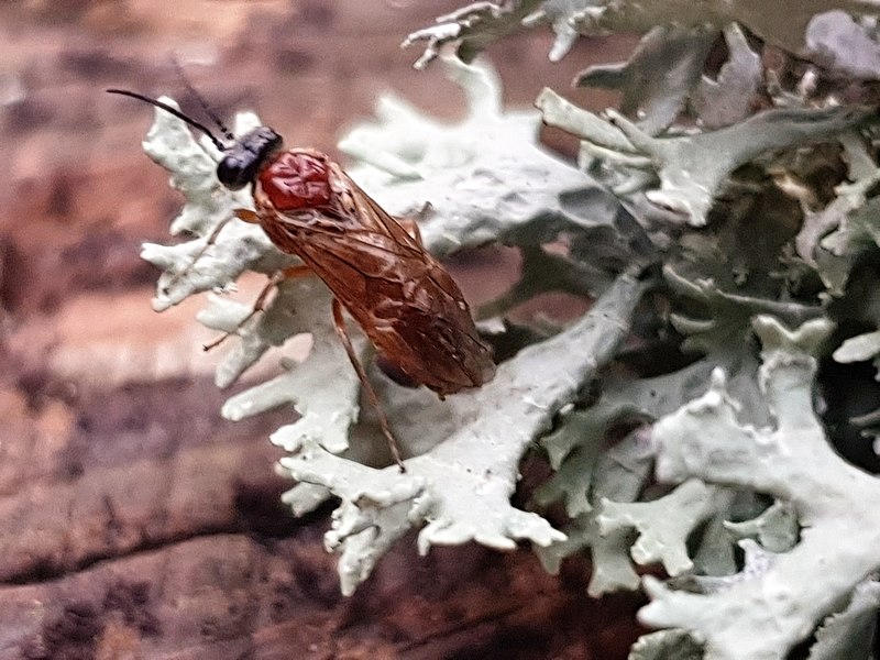 File:Hymenoptera - Chrysis - 9.jpg