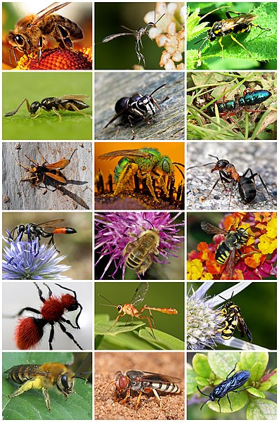 File:Hymenoptera Diversity.jpg