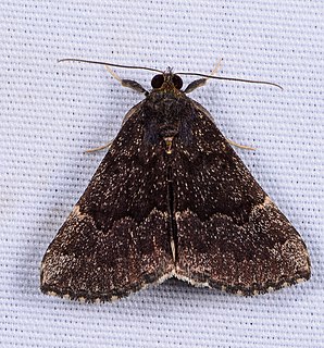 <i>Hypena sordidula</i> Species of moth