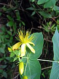 Miniatura para Hypericum grandifolium