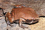 Минијатура за Hypopachus variolosus