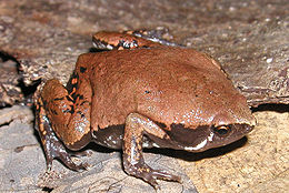 Avinė siauraburnė (Hypopachus variolosus)