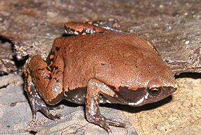 Bildebeskrivelse Hypopachus variolosus.jpg.