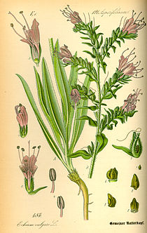 Illustration Echium vulgare0.jpg