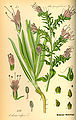 Echium vulgare plate 484 in: Otto Wilhelm Thomé: Flora von Deutschland, Österreich u.d. Schweiz, Gera (1885)