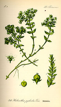 Illustration_Honckenya_peploides0.jpg