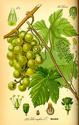 Windrüüw (Vitis vinifera subsp. vinifera), tiaknang
