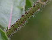 Image-Oenothera erythrosepala closeup stipe.JPG