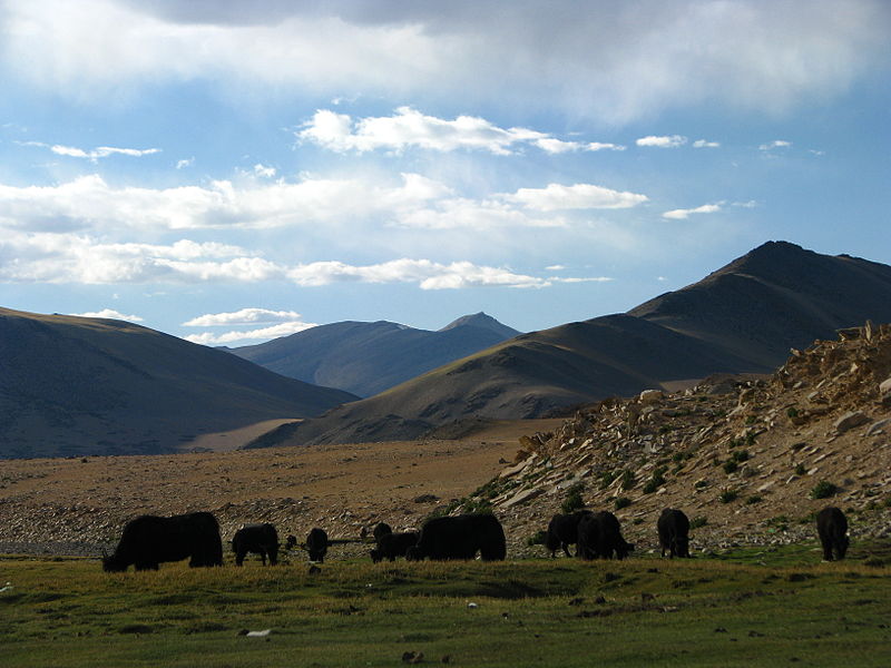 File:India - Ladakh - Trekking - 067 - Yaks grazing nearby (3896548966).jpg