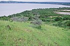 Indigofera oblongifolia 2.jpg