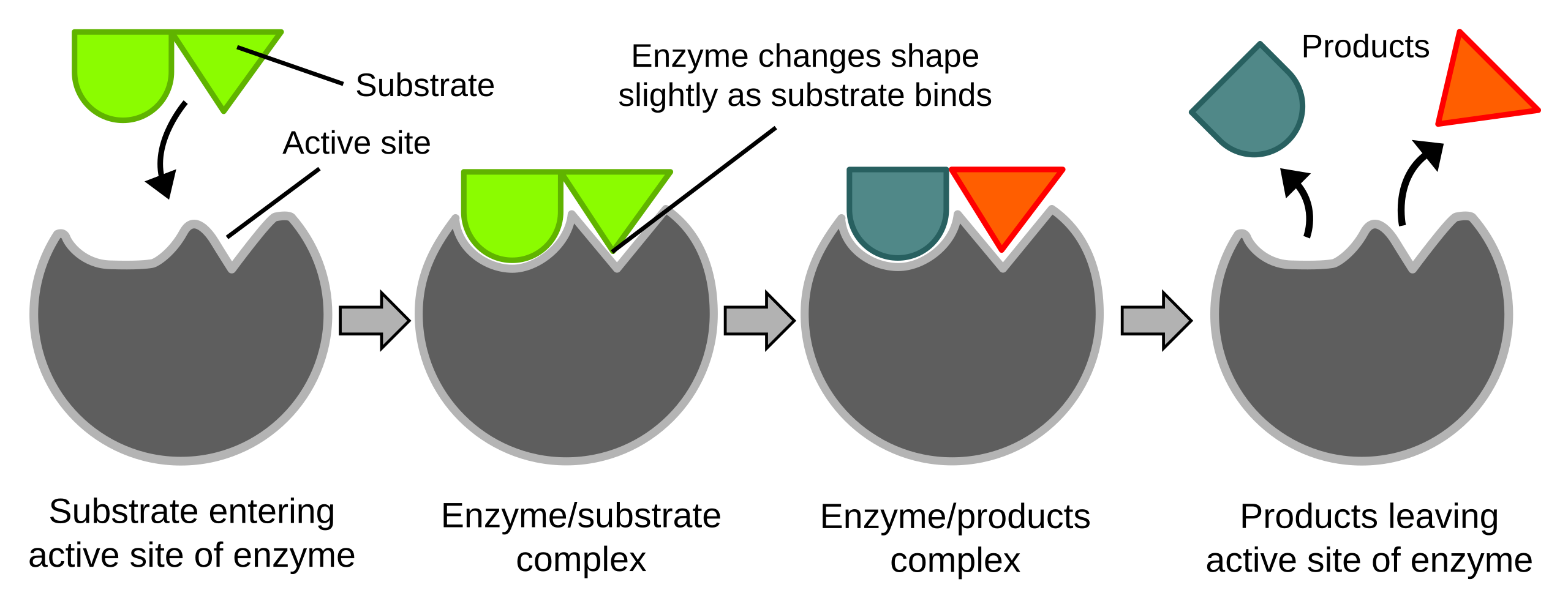 labeled enzymes lock and key