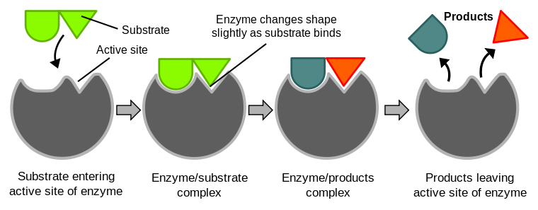 Illustration of the induced fit model of enzyme activity
