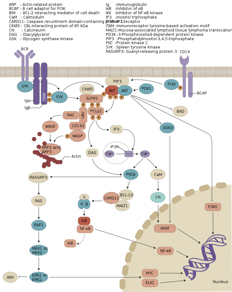 Involvement of Bruton’s tyrosine kinase in B cell receptor signalling.svg