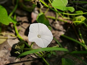 Flower of Ipomoea aquatica in Bangladesh