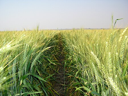 Fail:Irrigated Wheat field.JPG