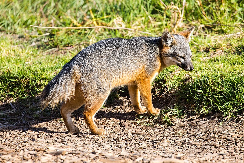 File:Island fox - 53427383708.jpg