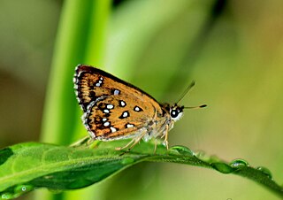 <i>Isoteinon lamprospilus</i> Genus of butterflies