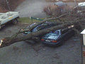 Parked car, destroyed by a falling tree