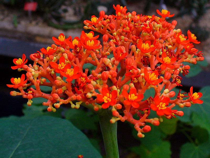 File:Jatropha podagrica 002.JPG