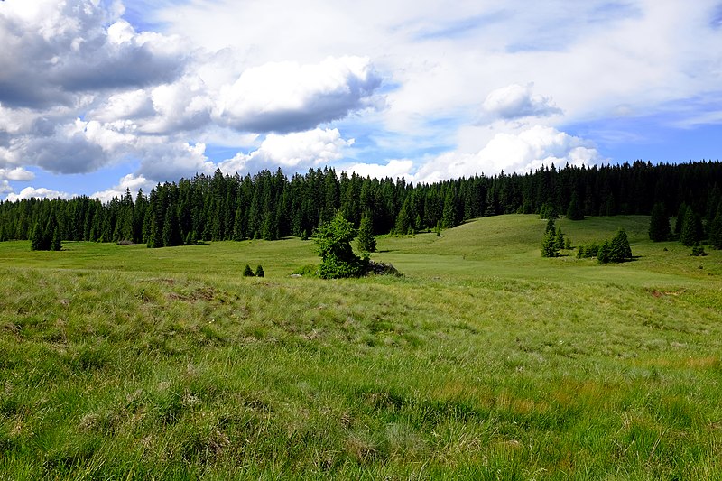 File:Jelení krajina západně od osady červen 2019 (2).jpg