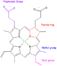 hemoglobin heme