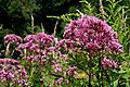 2011-04-23T06:26:26Z : user:Raghith : File:Joe Pye Weed, Eutrochium.jpg