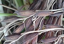 A variety (Kola Joha) of aromatic Joha rice of Assam Joha rice.jpg