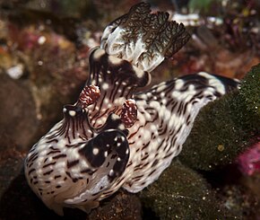 Jorunna rubescens.jpg görüntüsünün açıklaması.