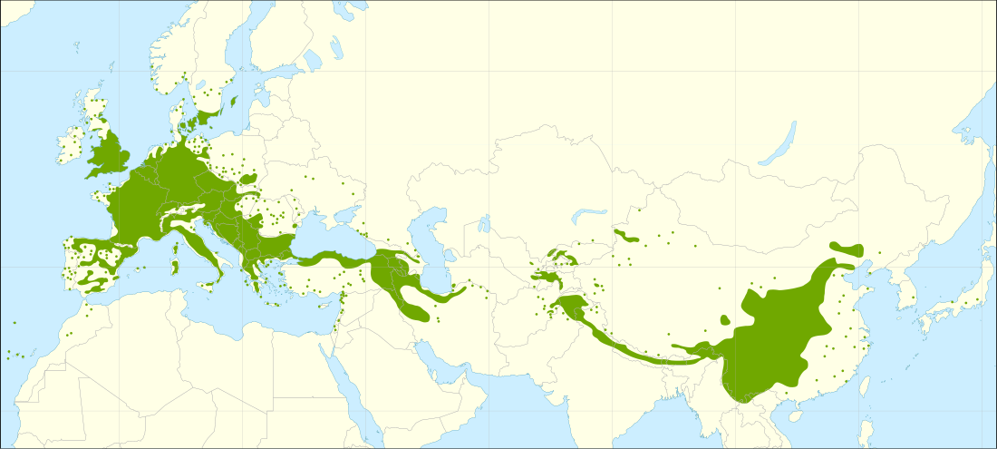 File:Juglans regia range.svg