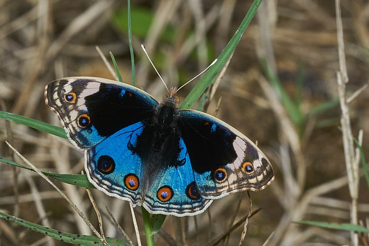 Бабочка Junonia orithya