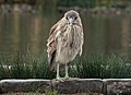 * Nomination Juvenile black-crowned night heron in San Francisco. --Rhododendrites 01:31, 10 March 2019 (UTC) * Promotion Good quality. --Seven Pandas 02:05, 10 March 2019 (UTC)