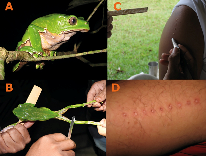 File:Kambo ritual - inoculating skin with poisonous secretions of Phyllomedusa bicolor tree frog.png