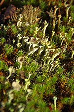 Thumbnail for Cladonia carneola