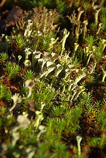 <i>Cladonia carneola</i> Species of lichen