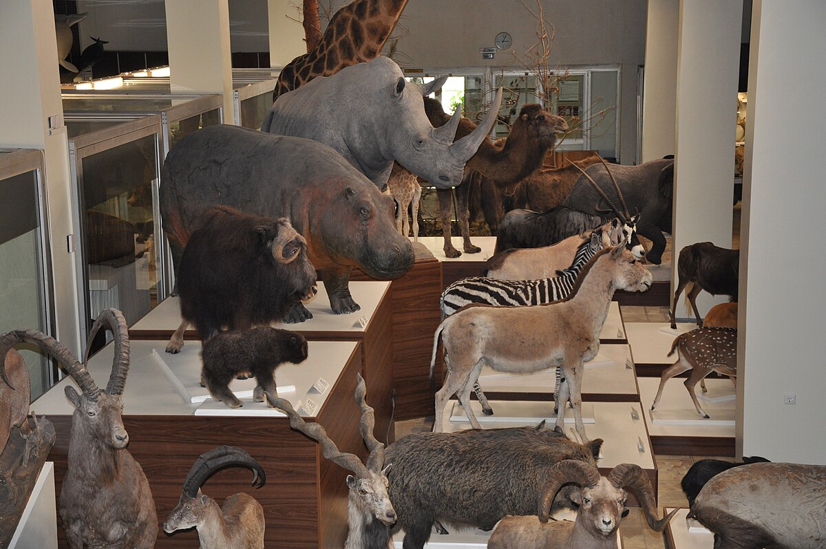 Зоологический музей Каунас